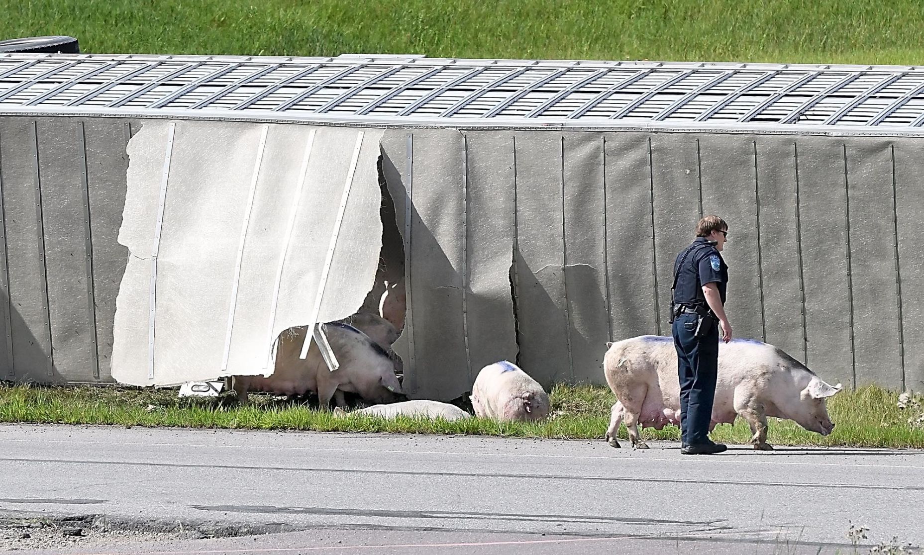 Pigs on Highway 169 5